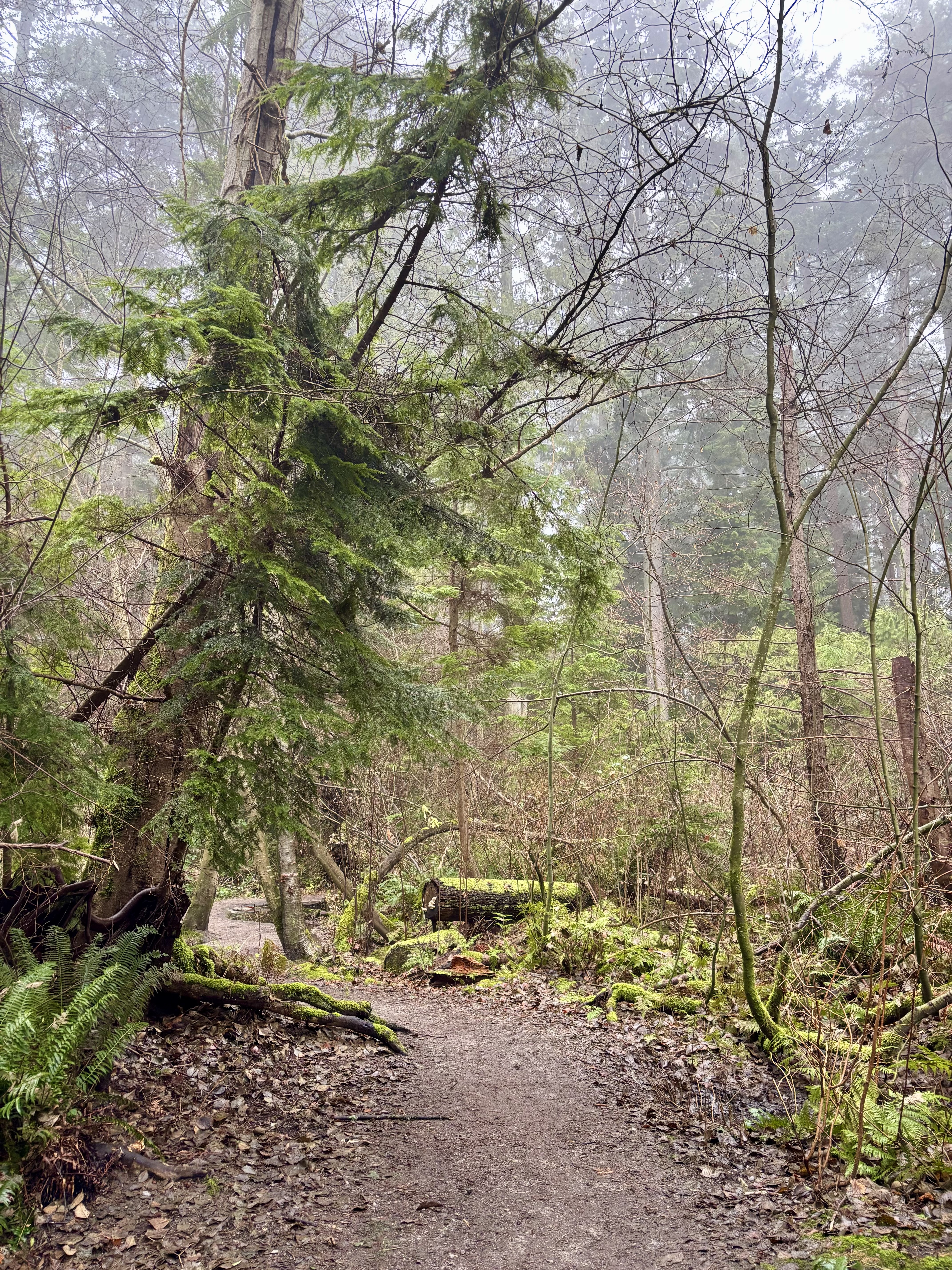 A dirt path winds past moss-covered trees in a foggy forest.